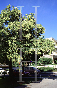 Picture of Tilia cordata 