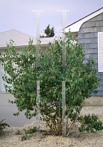 Picture of Betula populifolia 