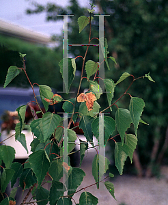 Picture of Betula populifolia 