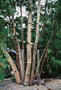 Picture of Betula populifolia 