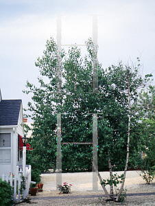 Picture of Betula populifolia 