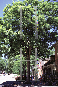 Picture of Quercus alba 