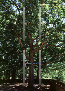 Picture of Quercus alba 