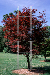 Picture of Acer palmatum 'Attraction (Atropurpureum Superbum)'