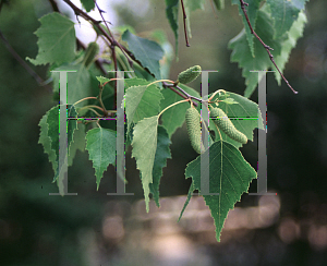 Picture of Betula populifolia 