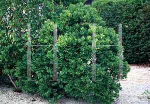 Picture of Myrica pensylvanica 