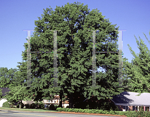 Picture of Quercus rubra 