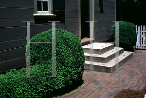 Picture of Buxus microphylla 