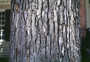 Picture of Quercus alba 