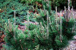 Picture of Pinus thunbergii 'Thunderhead'