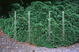 Picture of Thuja occidentalis 'Milleri'