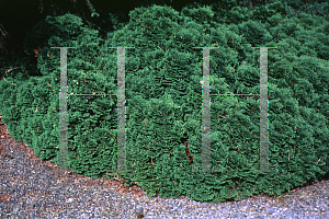 Picture of Thuja occidentalis 'Milleri'