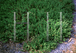 Picture of Phlox subulata 'Coral Eyes'