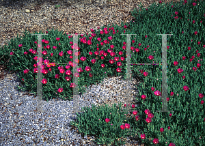 Picture of Delosperma cooperi 