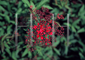 Picture of Spiraea japonica 'Neon Flash'