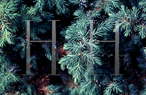 Picture of Juniperus conferta 'Silver Mist'