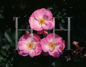 Picture of Rosa  'Escapade®'