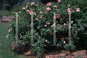 Picture of Rosa  'Escapade®'