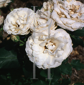 Picture of Rosa  'French Lace'