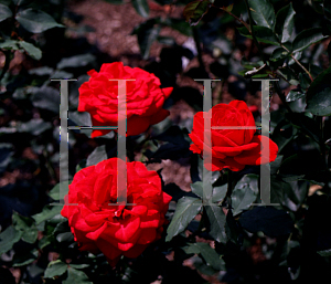 Picture of Rosa  'Olympiad'