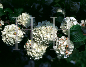 Picture of Viburnum macrocephalum 