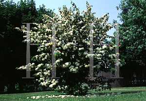 Picture of Viburnum macrocephalum 