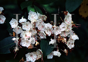 Picture of Kalmia latifolia 