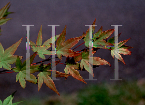 Picture of Acer palmatum 'Autumn Glory'