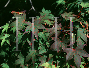 Picture of Acer palmatum (Matsumurae Group) 'Wou nishiki'