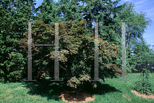 Picture of Acer palmatum (Amoenum Group) 'Ogon sarasa'