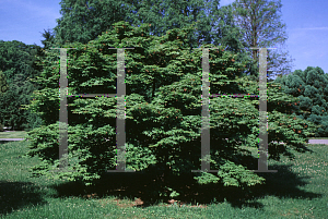 Picture of Acer palmatum (Amoenum Group) 'Mon zukushi (Yama hime)'