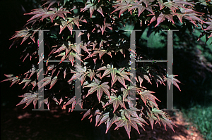 Picture of Acer palmatum (Amoenum Group) 'Ogon sarasa'