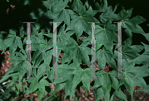 Picture of Acer palmatum (Amoenum Group) 'Mon zukushi (Yama hime)'