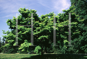 Picture of Acer palmatum (Palmatum Group) 'Ukon'