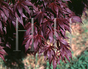 Picture of Acer palmatum (Matsumurae Group) 'Oregon Sunset'