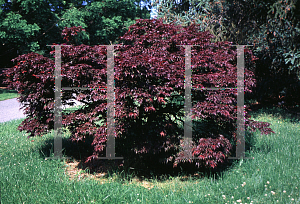 Picture of Acer palmatum (Matsumurae Group) 'Oregon Sunset'