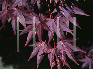 Picture of Acer palmatum 'The Bishop'