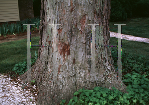 Picture of Carya illinoinensis 