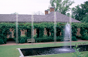 Picture of Wisteria floribunda 