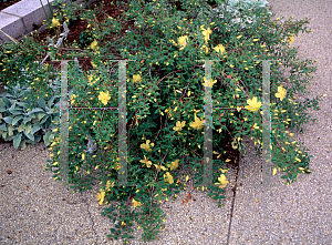 Picture of Hypericum kouytchense 