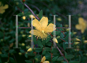 Picture of Hypericum kouytchense 