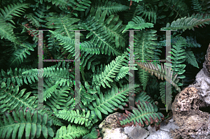 Picture of Blechnum occidentale 