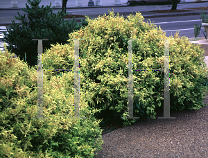 Picture of Chamaecyparis lawsoniana 'Aurea Compacta'