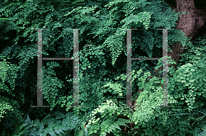 Picture of Asplenium spp. 