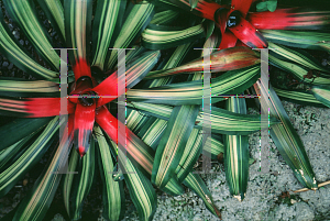 Picture of Neoregelia carolinae var. tricolor 