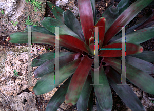 Picture of Neoregelia farinosa 