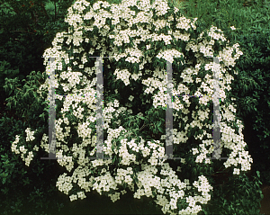 Picture of Cornus kousa 