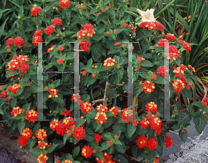 Picture of Lantana camara 