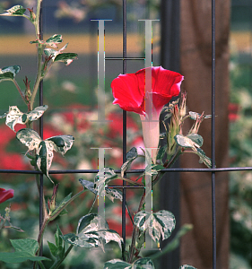 Picture of Ipomoea hederacea 'Roman Candy'