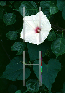 Picture of Ipomoea purpurea 